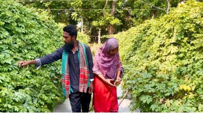 করলা চাষে মহিউদ্দিনের ভাগ্যবদল