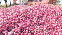 ভরা মৌসুমেই পেঁয়াজের দ্বিগুণ দাম