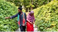 করলা চাষে মহিউদ্দিনের ভাগ্যবদল