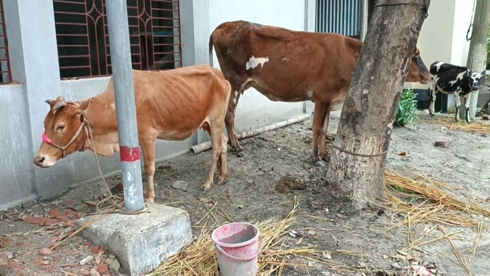 চুরি হওয়া গরু থানার সামনে! চোরেরা ফেলে গেল পিকআপও