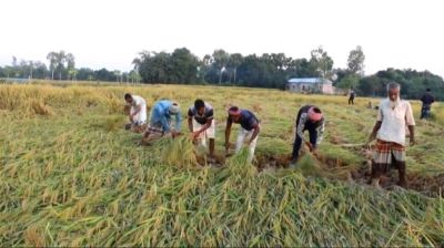 নওগাঁয় ইরি-বোরোর রেকর্ড ফলন, চাল হবে ৮ লাখ টনের বেশি