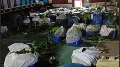 সাতক্ষীরায় ক্ষতিকর রাসায়নিক মেশানো অপরিপক্ক আম বিনষ্ট
