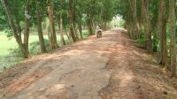 পরশুরাম পৌরসভার বেহাল রাস্তার সংস্কার জরুরি