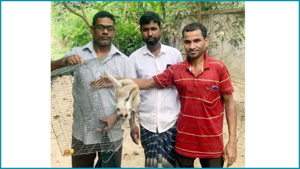 মৌলভীবাজারে লজ্জাবতী বানর উদ্ধার