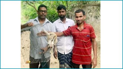 মৌলভীবাজারে লজ্জাবতী বানর উদ্ধার