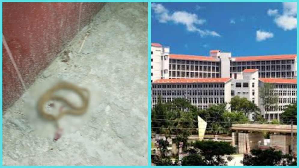 গোবিপ্রবিতে সাপ আতঙ্ক, বিশ্ববিদ্যালয় মেডিকেলে নেই এন্টিভেনম