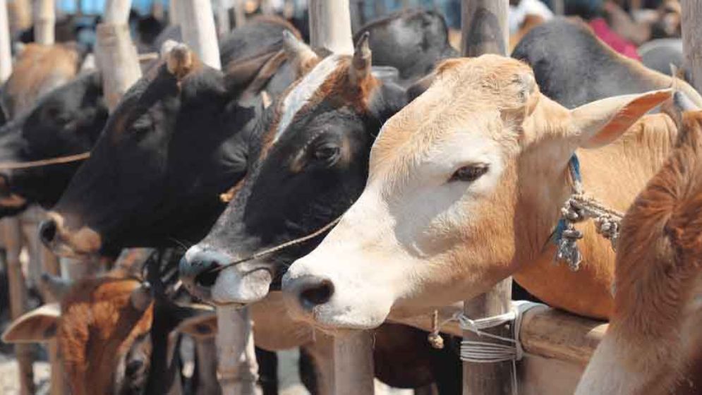 কোরবানিতে মেরাদিয়ায় গরুর হাট বসানো যাবে না : হাইকোর্ট