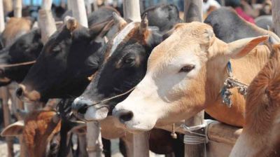 কোরবানিতে মেরাদিয়ায় গরুর হাট বসানো যাবে না : হাইকোর্ট