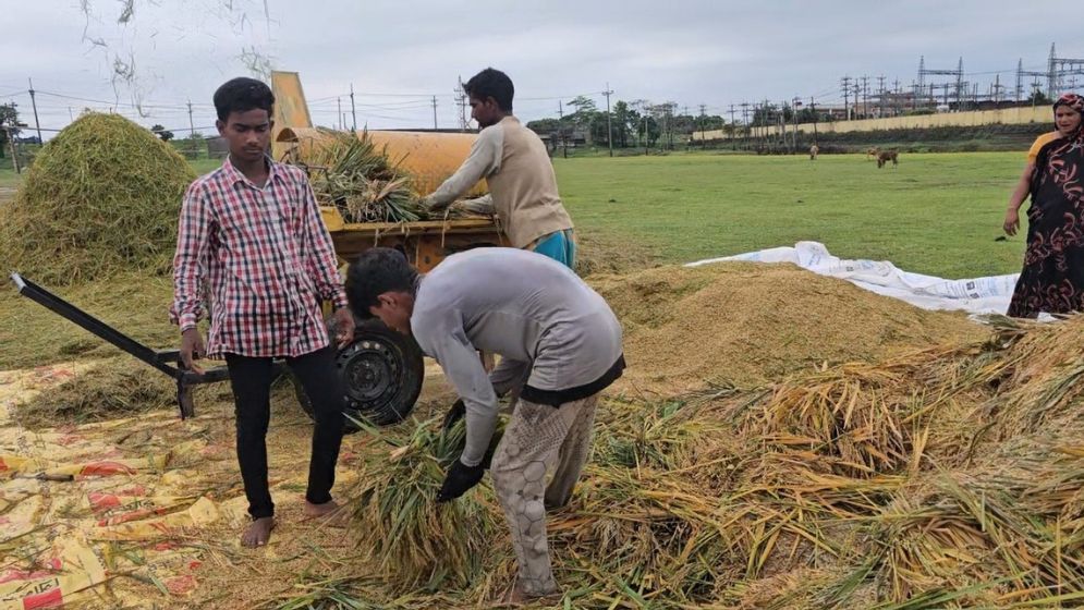 সুনামগঞ্জের হাওরে ধান কাটার ধুম, কৃষকের মুখে হাসি