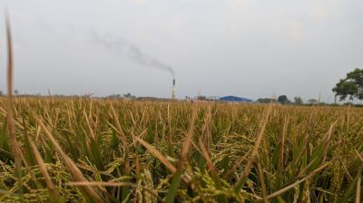 ইটভাটার গ্যাসে পুড়ল ১২০ হেক্টর জমির ধান, কৃষকের কান্না