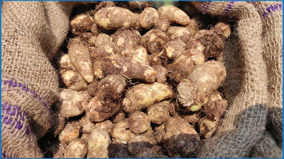 ভারত থেকে ১২ টন কচুর মুখি আমদানি করল বাংলাদেশ