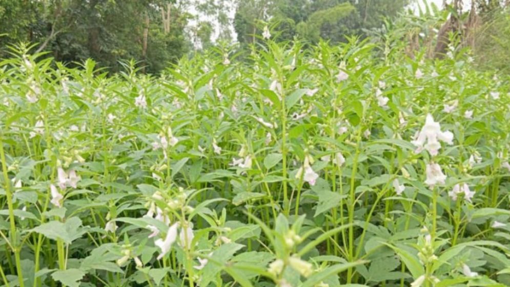 আত্রাইয়ে তিল চাষে নতুন দিগন্ত