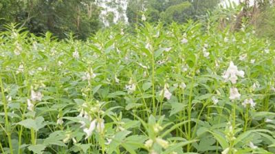 আত্রাইয়ে তিল চাষে নতুন দিগন্ত