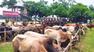 সুনামগঞ্জে নদীপথে আনা ৯০ ভারতীয় গরু জব্দ