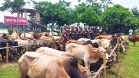 সুনামগঞ্জে নদীপথে আনা ৯০ ভারতীয় গরু জব্দ