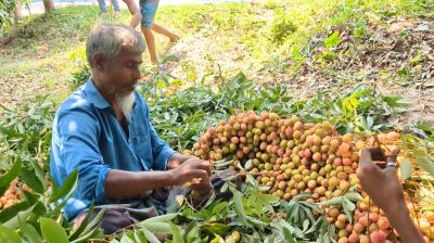 সোনারগাঁয়ে লিচুর বাম্পার ফলন, ব্যবসায়ীদের মুখে হাসি