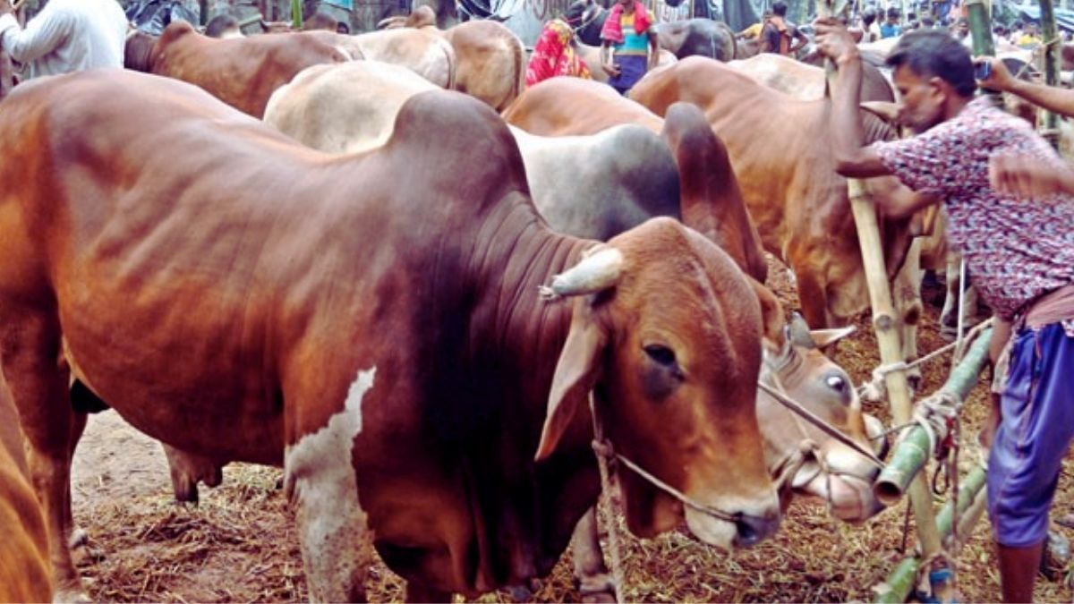 আফতাবনগরে পশুর হাট বসানো যাবে না : হাইকোর্ট