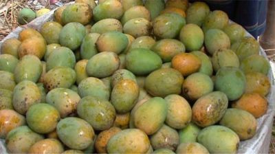 ১৫ মে থেকে আম পাড়া শুরু