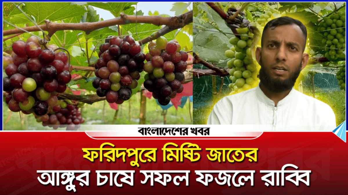 ফরিদপুরে মিষ্টি জাতের আঙ্গুর চাষে সফল ফজলে রাব্বি