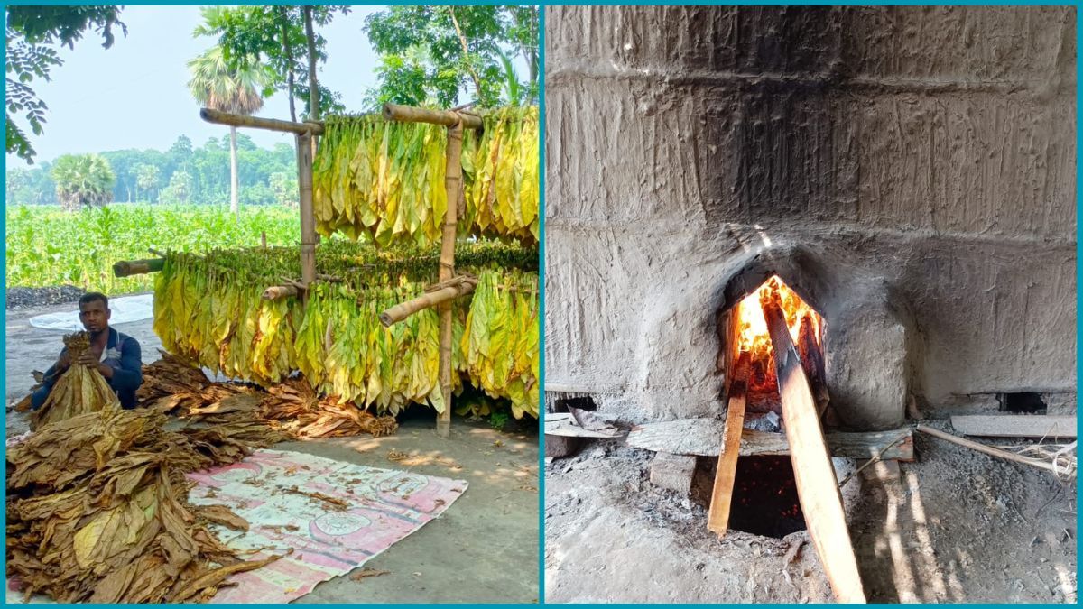 তামাক চুল্লিতে পুড়ছে কাঠ, বিষাক্ত নিকোটিনে বিপর্যস্ত পরিবেশ