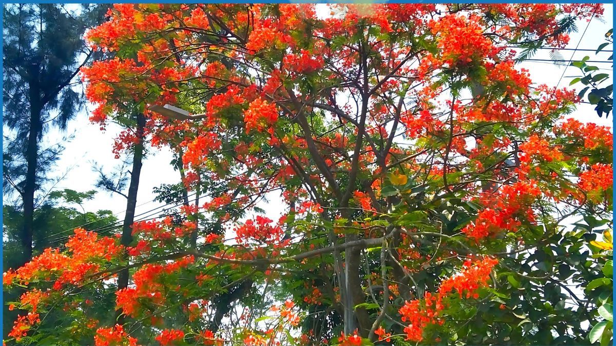 প্রকৃতি সেজেছে টুকটুকে কৃষ্ণচূড়ায়