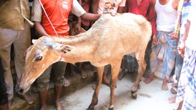 পঞ্চগড়ে আবারো বিপন্ন প্রজাতির আহত নীলগাই উদ্ধার