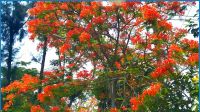 প্রকৃতি সেজেছে টুকটুকে কৃষ্ণচূড়ায়