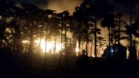 কালীগঞ্জে পানের বরজে আগুন, ৭ লাখ টাকার ক্ষয়ক্ষতি