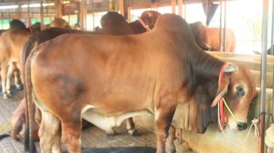 ব্রাহ্মণবাড়িয়ায় দেশি গরুতে ভরপুর খামার