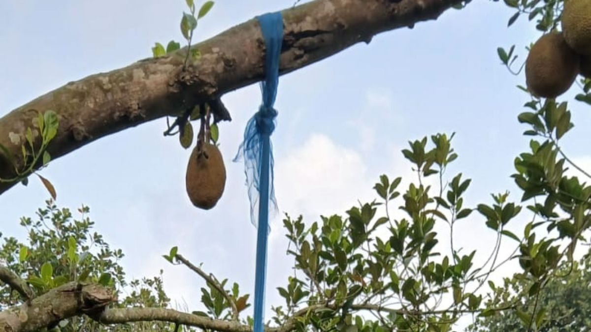‘প্রেমে ব্যর্থ’ যুবকের মরদেহ ঝুলছিল কাঁঠাল গাছে