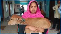 চাঁদা না পেয়ে গাভি কেড়ে নিলেন বিএনপি নেতা, বাছুর নিয়ে আদালতে গৃহবধূ!