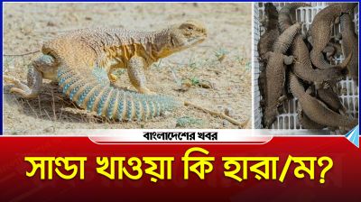 সান্ডা কি? আরব দেশে এটি কেন এত জনপ্রিয়?