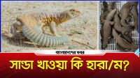 সান্ডা কি? আরব দেশে এটি কেন এত জনপ্রিয়?