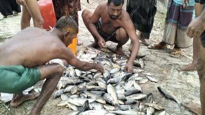 কলাপাড়ায় পুকুরে বিষ দিয়ে মাছ নিধনের অভিযোগ