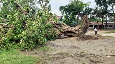 কালবৈশাখীতে উপড়ে পড়ল সেন্ট নিকোলাস স্কুলের শতবর্ষী বটগাছ
