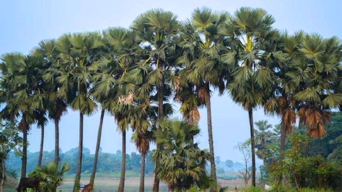 গাছ কেটে শহর, বজ্রপাতে বাড়ছে মৃত্যু