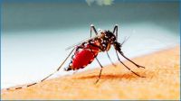 ২৪ ঘণ্টায় ডেঙ্গুতে আক্রান্ত ৮৪ জন
