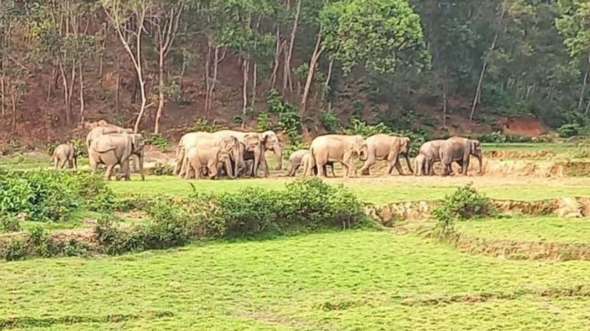 শেরপুরে বন্য হাতির আক্রমণে দুই জনের মর্মান্তিক মৃত্যু