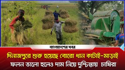 দিনাজপুরে শুরু হয়েছে বোরো ধান কাটাই-মাড়াই