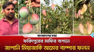 ফরিদপুরের মাফির বাগানে জাপানের বিখ্যাত মিয়াজাকি আমের বাম্পার ফলন
