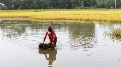 মিঠাপুকুরে কালবৈশাখীতে লণ্ডভণ্ড কৃষি, বিপদে শত শত পরিবার