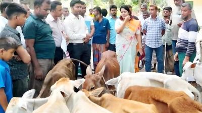 গৌরনদীতে কম ওজনের রুগ্ন বাছুর ফেরত দিলেন ইউএনও