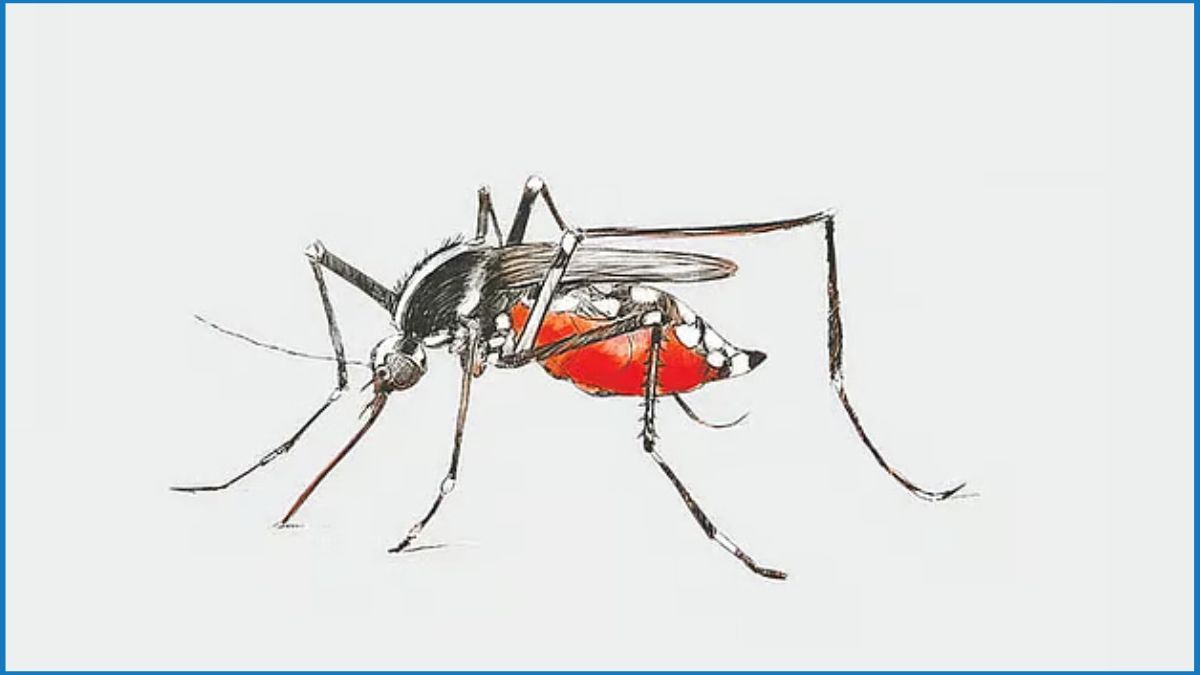 ২৪ ঘণ্টায় ডেঙ্গুতে আক্রান্ত ৬৭