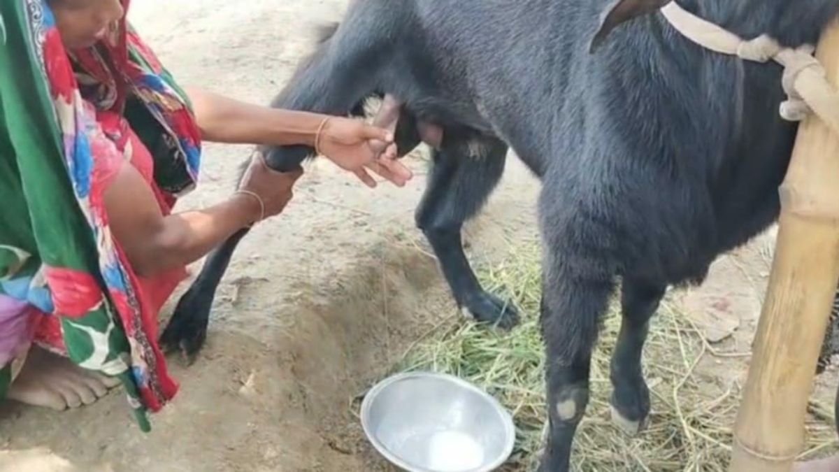 কুষ্টিয়ায় দুধ দিচ্ছে পাঠা ছাগল!