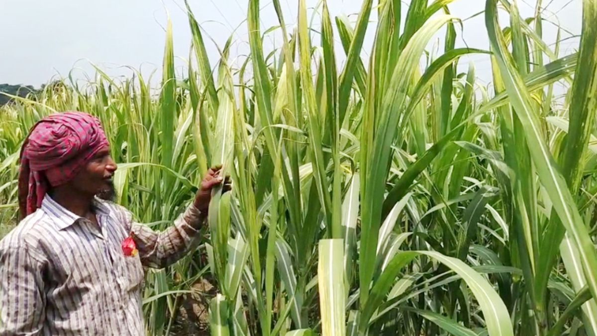 চাঁদপুরে আখের জমিতে পোকার আক্রমণ, দুশ্চিন্তায় কৃষকরা