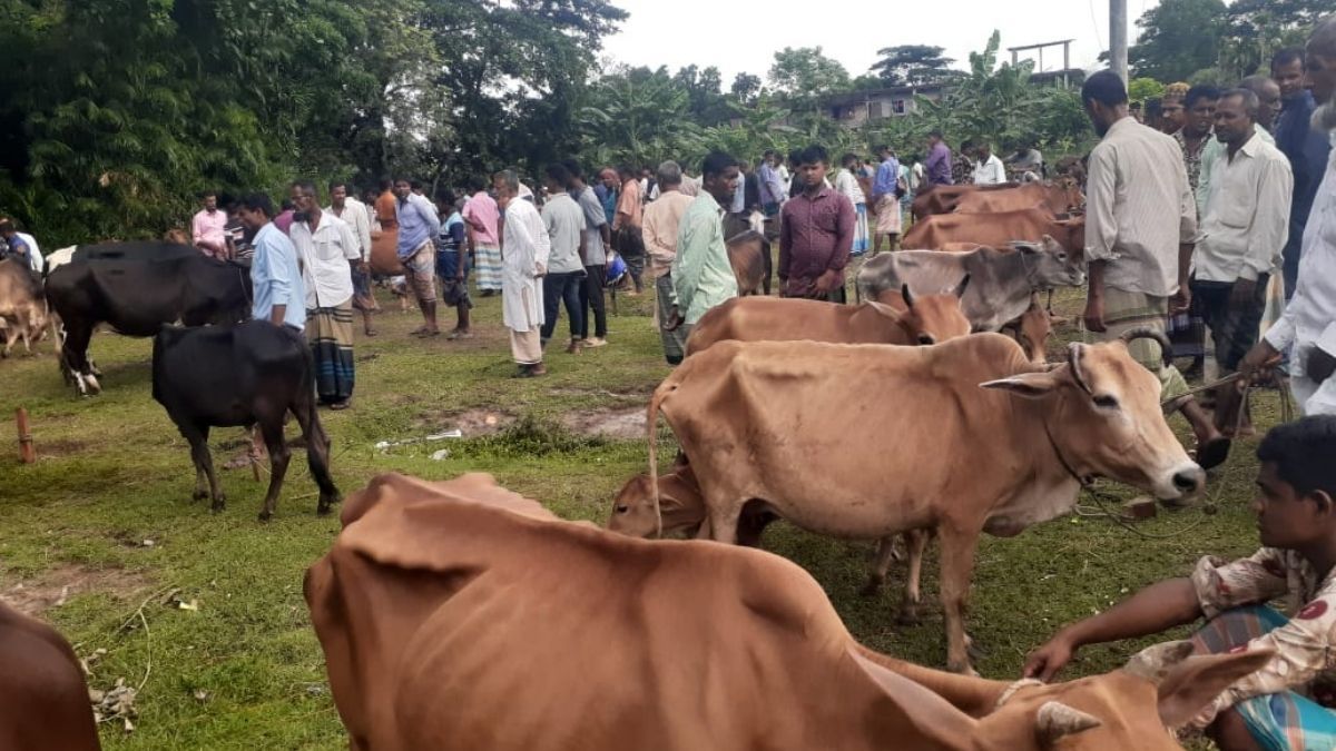 চরফ্যাসনে কোরবানির জন্য প্রস্তুত ২৫ হাজার পশু