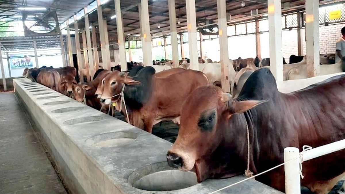 নারায়ণগঞ্জে প্রাকৃতিক উপায়ে গরু প্রস্তুতে ব্যস্ত খামারিরা