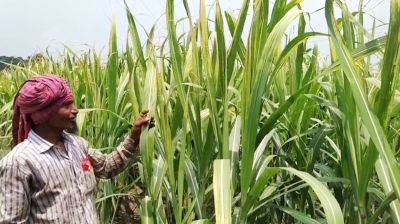 চাঁদপুরে আখের জমিতে পোকার আক্রমণ, দুশ্চিন্তায় কৃষকরা