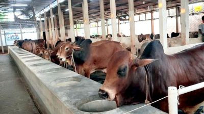 নারায়ণগঞ্জে প্রাকৃতিক উপায়ে গরু প্রস্তুতে ব্যস্ত খামারিরা