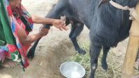 কুষ্টিয়ায় দুধ দিচ্ছে পাঠা ছাগল!